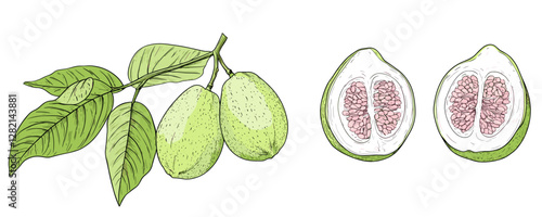 Guava fruit and leaves linear icons set - flat vector.