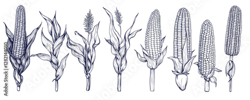 Linear flat icons set of corn varieties - vector style with detailed designs.