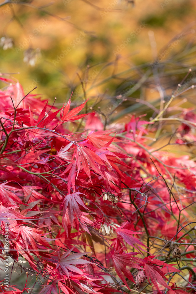 Close up of autumn leaves on a Japanese maple (acer palmatum) tree Close up of autumn leaves on a Japanese maple (acer palmatum) tree