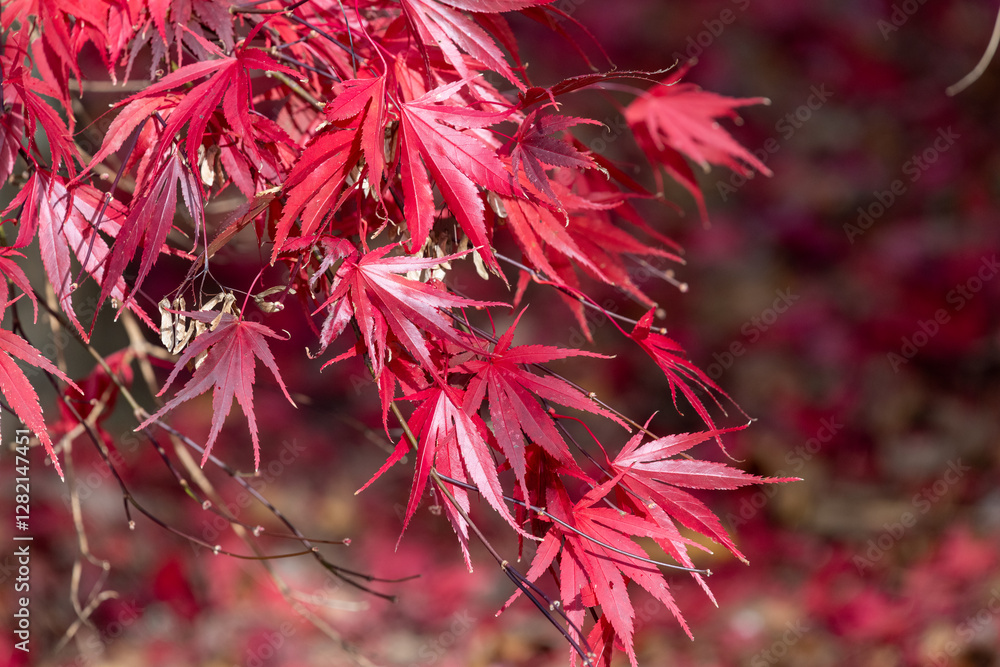 Close up of autumn leaves on a Japanese maple (acer palmatum) tree