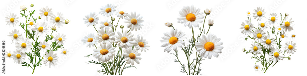 Obraz premium Chamomile Flower Illustration – Herbal Botanical Art – Wildflower Watercolor – Isolated on Transparent Background