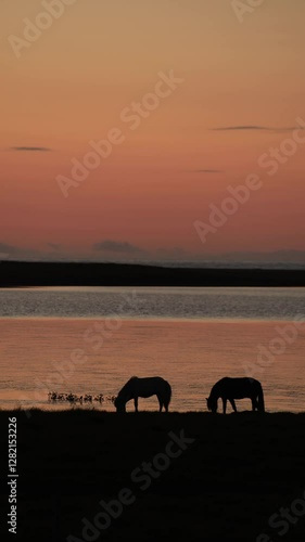 Wallpaper Mural Noble Icelandic Viking horse breed grazing on a meadow at sunset on the Snaefellsnes Peninsula in western Iceland. 4K vertical video Torontodigital.ca