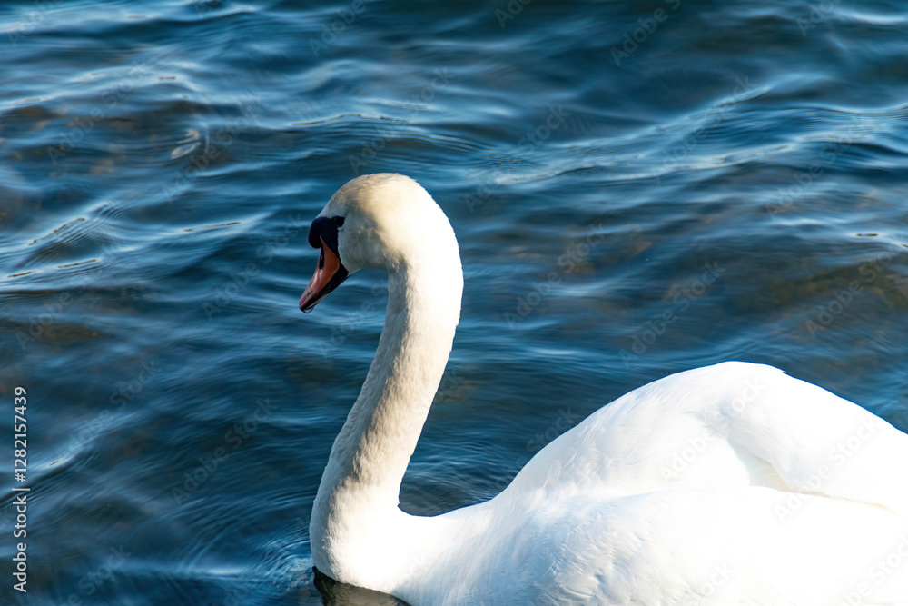 Swan swimming in the city of Stockholm, Sweden Swan swimming in the city of Stockholm, Sweden
