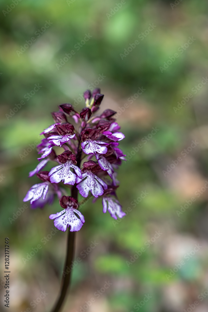 Orchis Pourpre au printemps dans les prairies du Massif des Bauges , Savoie Orchis Pourpre au printemps dans les prairies du Massif des Bauges , Savoie