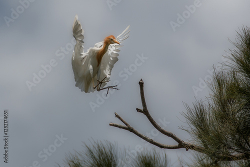 A Cattle Egret in breeding season plumage about to land in a tree