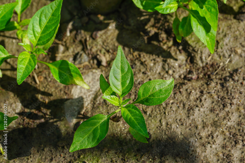 Naklejka premium Chili pepper seedlings top view