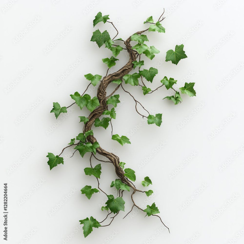 Green Ivy Branch With Fresh Leaves on a White Background