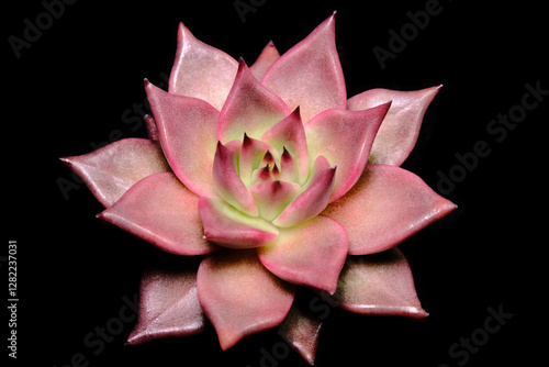 Close up top view of Echeveria Agavoides Romeo Rubin succulent plant, beautiful flower in red pinky gradation color. Isolated in black backgrounds photo