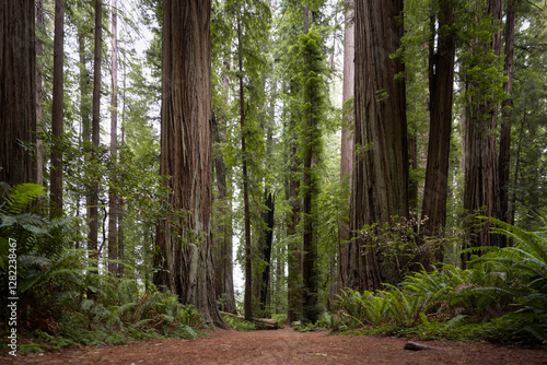 A trail in the redwoods national park in northern california 