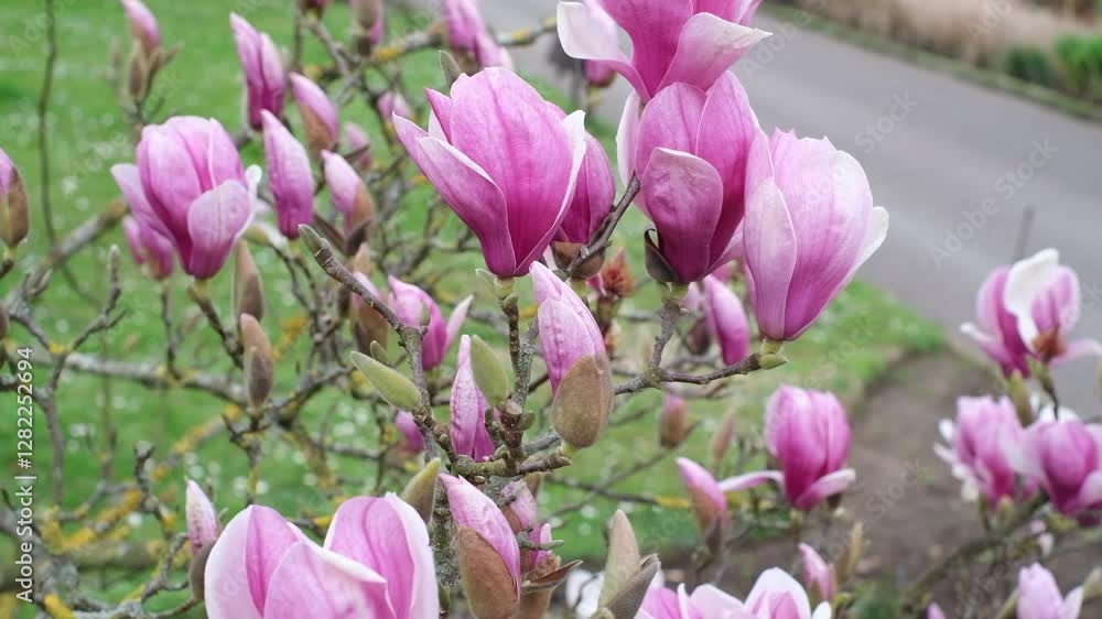 A bunch of pink magnolia flowers are blooming on a tree. A bunch of pink magnolia flowers are blooming on a tree.