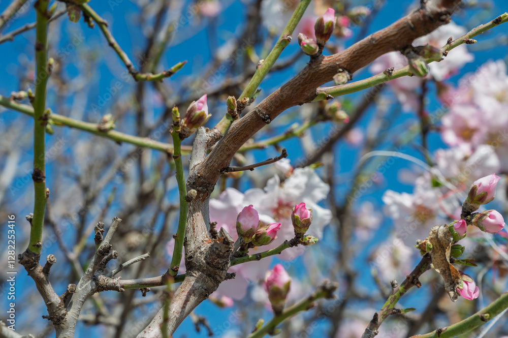 Blossoming cherry tree branches against a vibrant blue sky in early spring Blossoming cherry tree branches against a vibrant blue sky in early spring