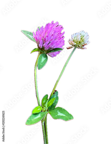 Red Clover, Trifolium pratense, isolated against white background. Trifolium pratense (from Latin prātum, meaning meadow) is a herbaceous species of flowering plant in the bean family Fabaceae. photo