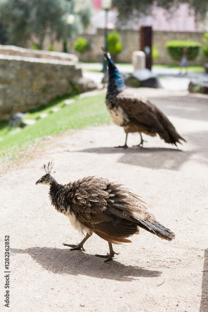Two peafowls walking on a sunlit path in a historic park. Two peafowls walking on a sunlit path in a historic park.