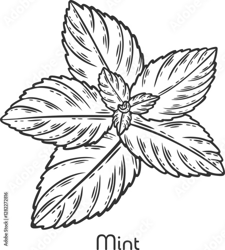 Mint peppermint fresh herb leaves plant herbal ingredient traditional cuisine medicine treatment cooking gardening engraving hand drawn illustration black white isolated vintage line art sketch poster