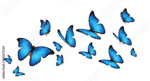 Blue Butterfly Bliss: A Fluttering Collection of Vibrant Morphos for Beauty & Design photo