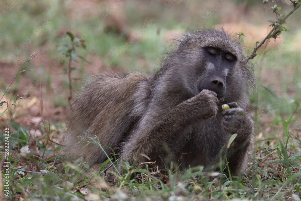Bärenpavian / Chacma baboon / Papio ursinus Bärenpavian / Chacma baboon / Papio ursinus
