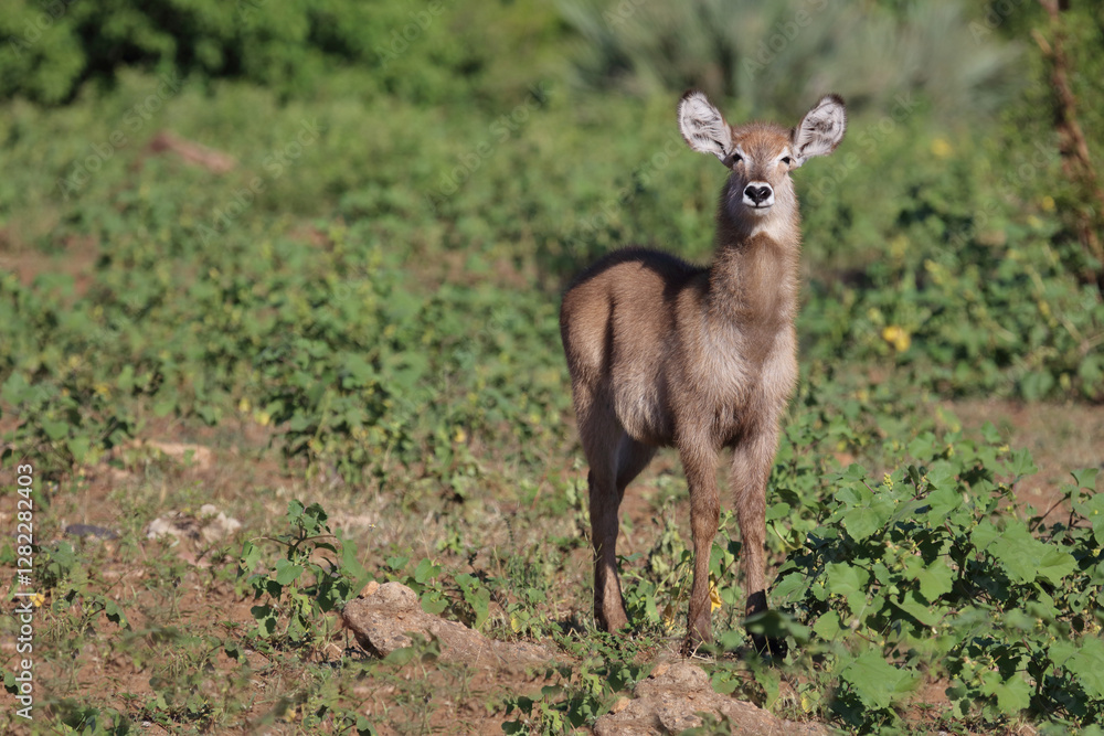 Wasserbock / Waterbuck / Kobus ellipsiprymnus.. Wasserbock / Waterbuck / Kobus ellipsiprymnus..