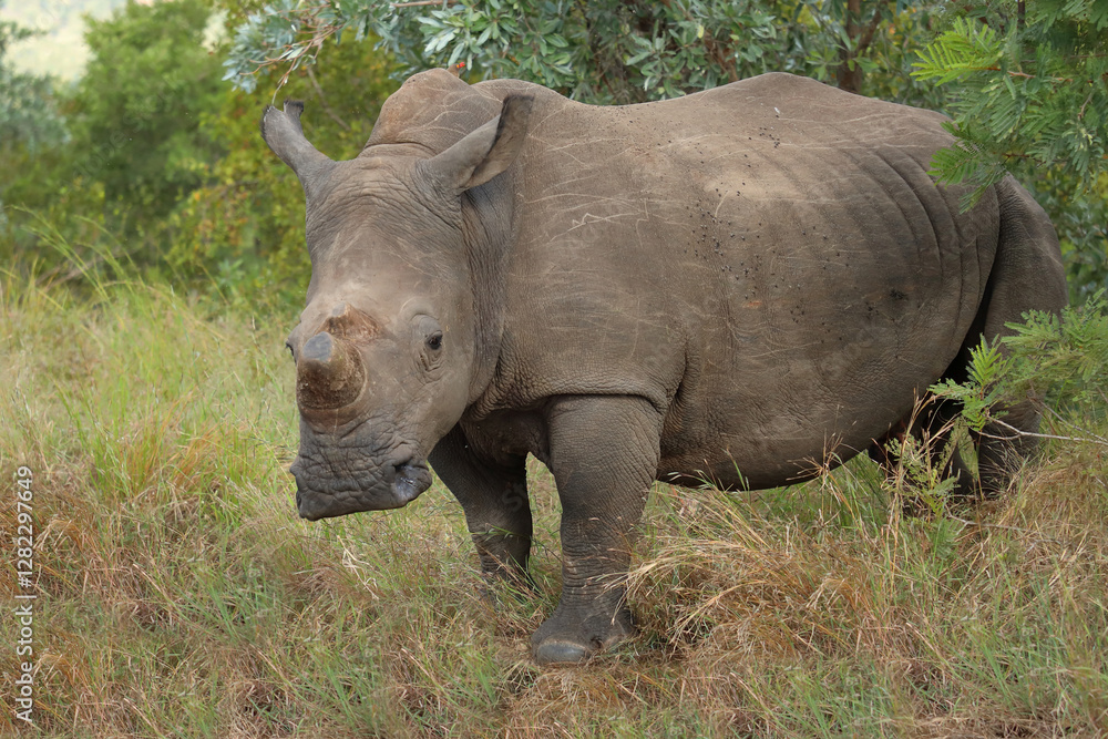 Naklejka premium Breitmaulnashorn / Square-lipped rhinoceros / Ceratotherium simum.