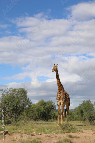 Photography Giraffe / Giraffe / Giraffa camelopardalis