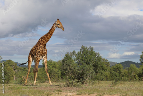 Photography Giraffe / Giraffe / Giraffa camelopardalis