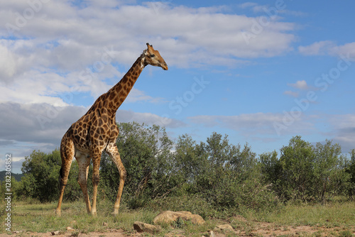 Canvas Print Giraffe / Giraffe / Giraffa camelopardalis