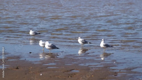 Group of Sea Gulls