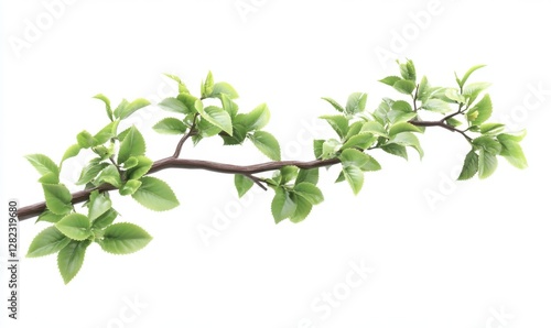 Wallpaper Mural A branch with vibrant green leaves extending horizontally against a white background, showcasing nature's beauty Torontodigital.ca