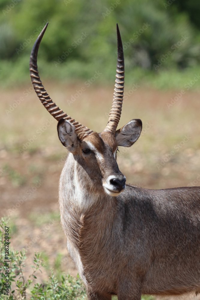 Wasserbock / Waterbuck / Kobus ellipsiprymnus Wasserbock / Waterbuck / Kobus ellipsiprymnus