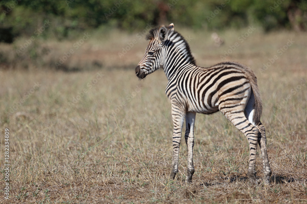 Naklejka premium Steppenzebra / Burchell's zebra / Equus quagga burchellii.