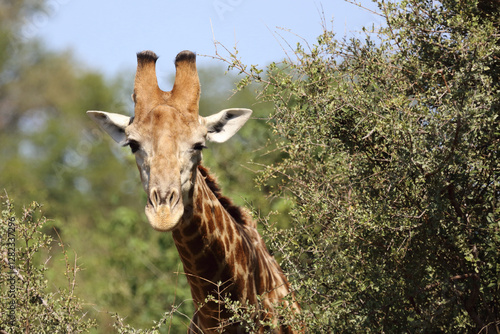 Photography Giraffe / Giraffe / Giraffa camelopardalis