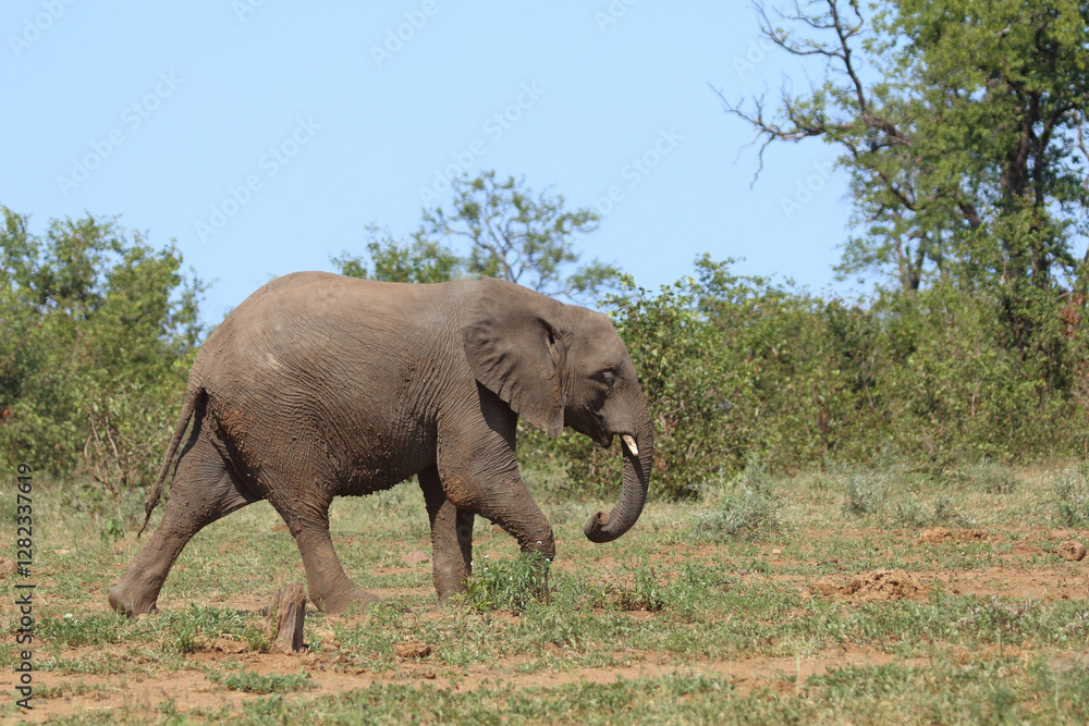 Fototapeta premium Afrikanischer Elefant / African elephant / Loxodonta africana