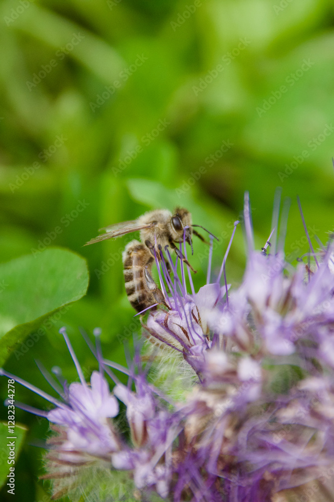 A honey bee (Apis mellifera) collecting nectar from a Phacelia flower, showcasing its translucent wings and fuzzy body. Vibrant purple blooms contrast with the green background. A honey bee (Apis mellifera) collecting nectar from a Phacelia flower, showcasing its translucent wings and fuzzy body. Vibrant purple blooms contrast with the green background.
