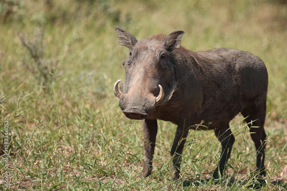 Warzenschwein / Warthog / Phacochoerus africanus.. Warzenschwein / Warthog / Phacochoerus africanus..