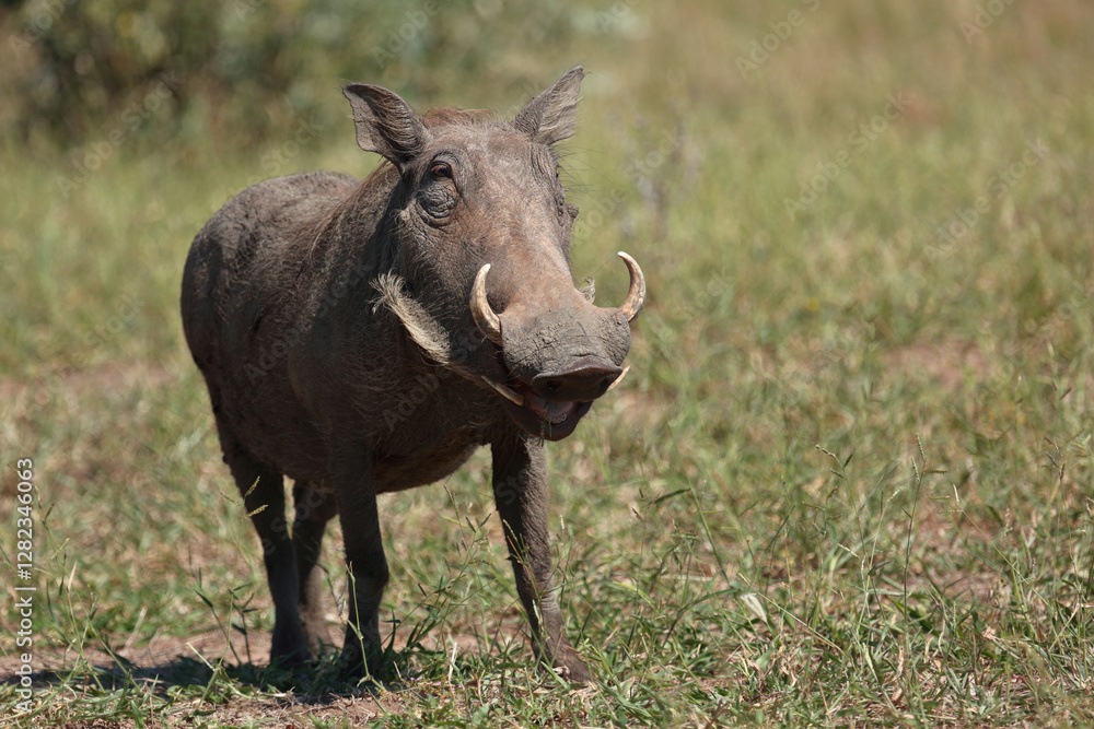 Warzenschwein / Warthog / Phacochoerus africanus.. Warzenschwein / Warthog / Phacochoerus africanus..