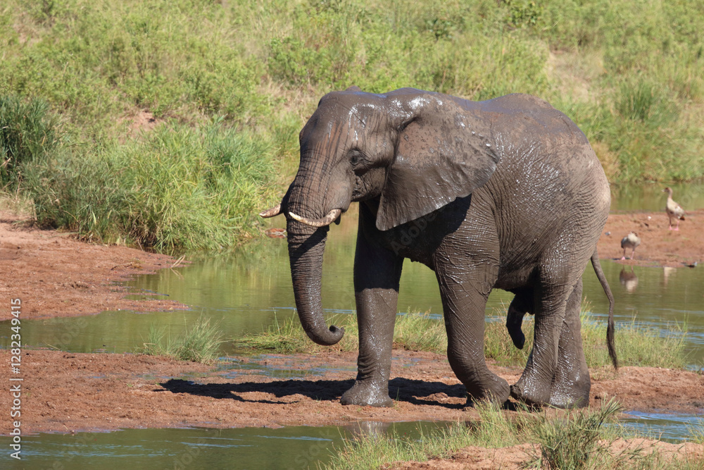 Obraz premium Afrikanischer Elefant / African elephant / Loxodonta africana