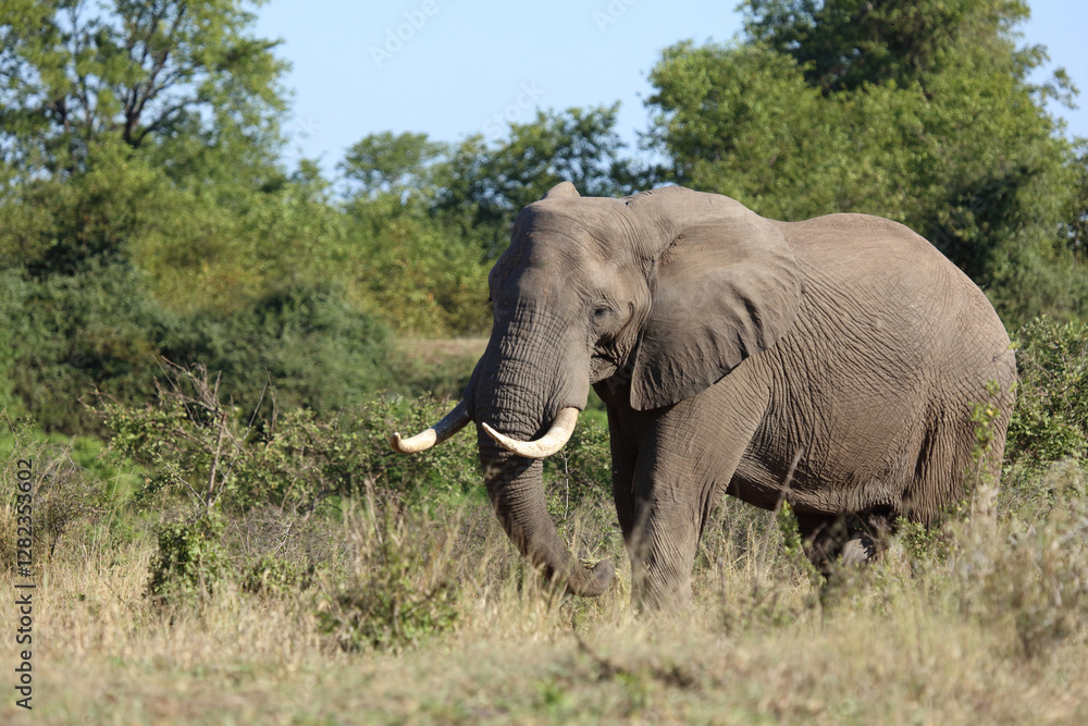 Fototapeta premium Afrikanischer Elefant / African elephant / Loxodonta africana