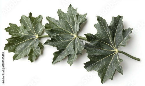 Close-up of three vibrant green leaves with intricate veins on a white background, ideal for nature themes