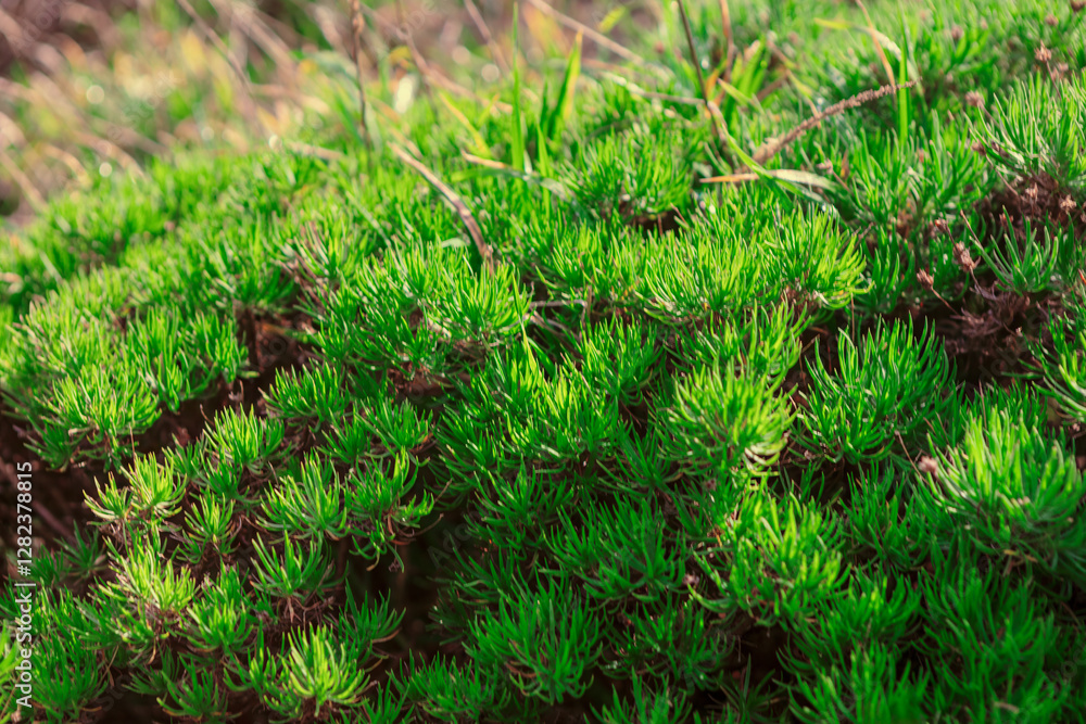 View of dense green moss or small plants with needle like leaves, growing in natural outdoor setting. Vibrant green color and texture of the foliage. Succulent carpet closeup