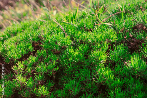 Obraz na płótnie View of dense green moss or small plants with needle like leaves, growing in natural outdoor setting. Vibrant green color and texture of the foliage. Succulent carpet closeup w salonie