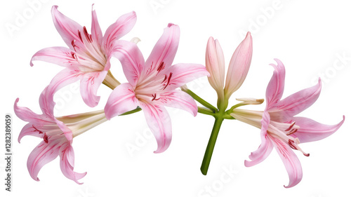 Clematis flowers, flower, flowers, garden, ai art, ai, illustration