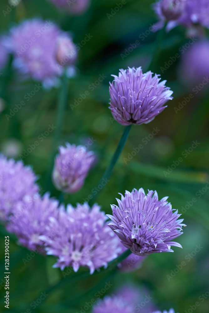 Nature, leaves and flowers in field outdoor for sustainable, eco friendly or colorful landscape. Spring, park and bush of purple chives floral plants blooming in environment by countryside botany. Nature, leaves and flowers in field outdoor for sustainable, eco friendly or colorful landscape. Spring, park and bush of purple chives floral plants blooming in environment by countryside botany.