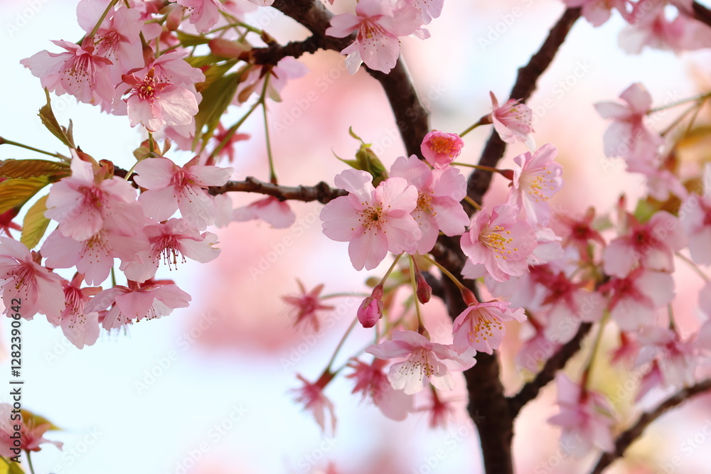 cherry blossom cherry blossom