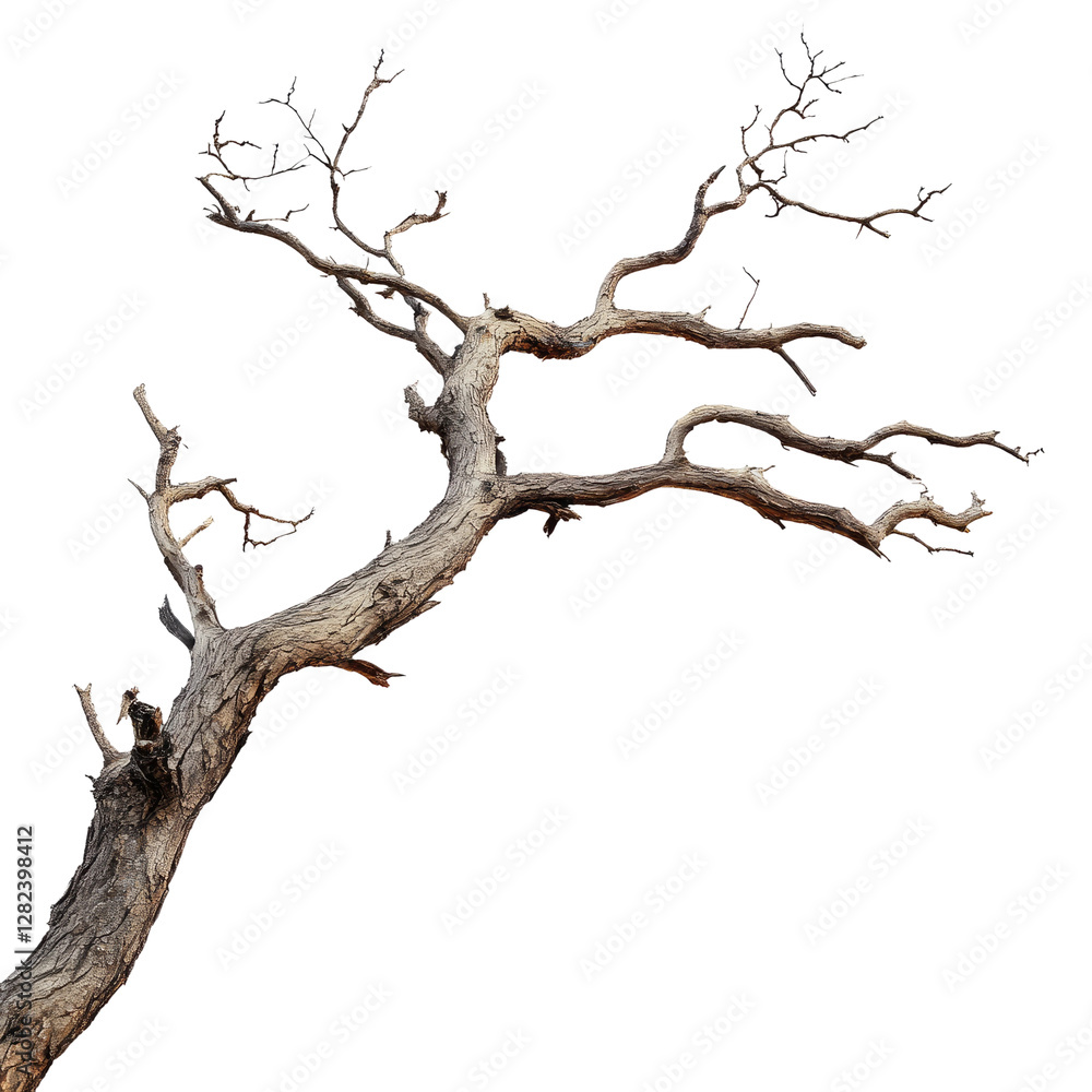 dry branch of big tree dead, isolated white background dry branch of big tree dead, isolated white background