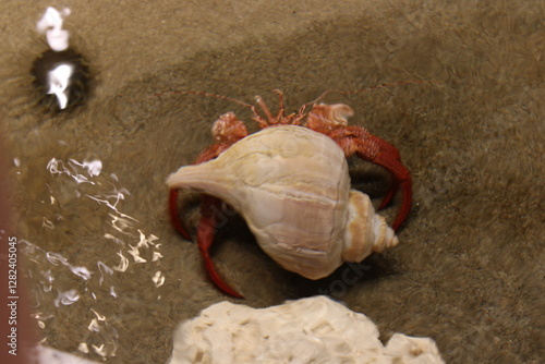 Feeling Crabby?