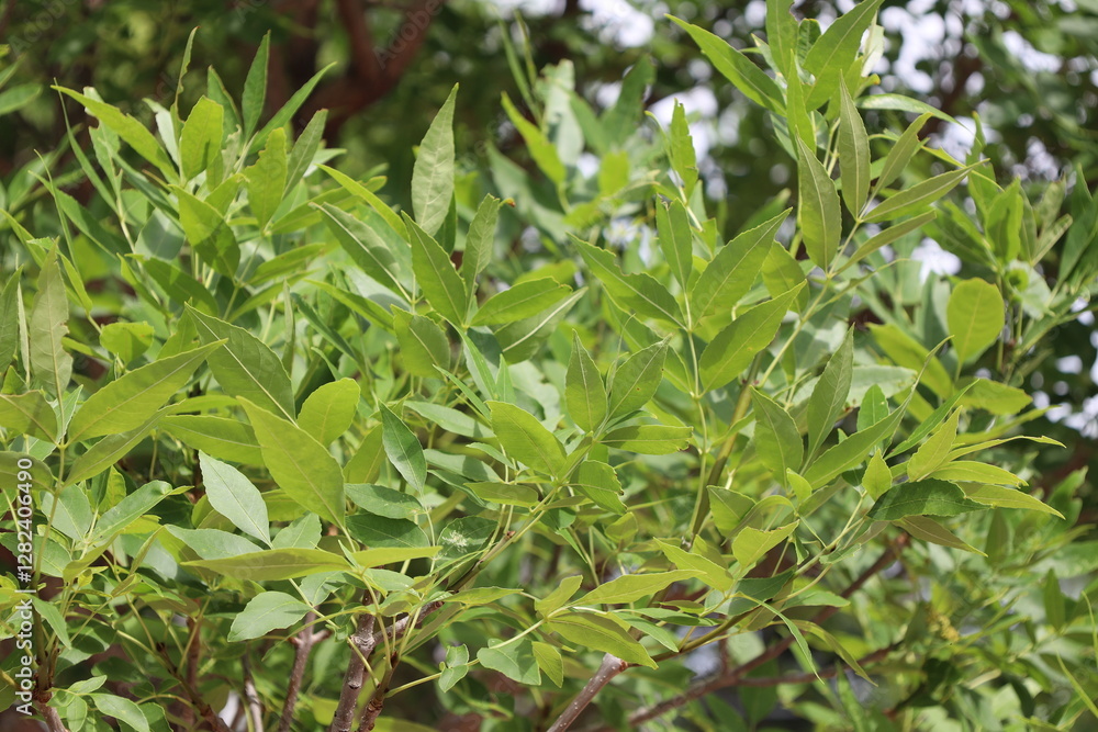 close-up spray of long narrow light green leaves in sunshine close-up spray of long narrow light green leaves in sunshine