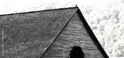 Hawk on a roof