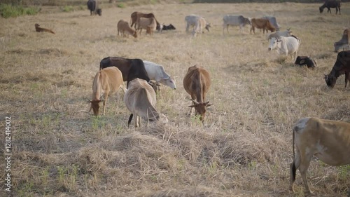 Cows grazing in dry field, Rural cattle feeding, Farm animals in open land, Indian cows in countryside, Livestock in dry farmland, Pasture life with cows, Village farming scene.

 photo