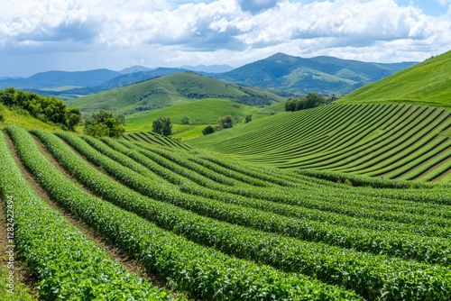 Wallpaper Mural In the scenic landscapes, terrace farming adorns hillsides, blending nature and agriculture harmoniously Torontodigital.ca