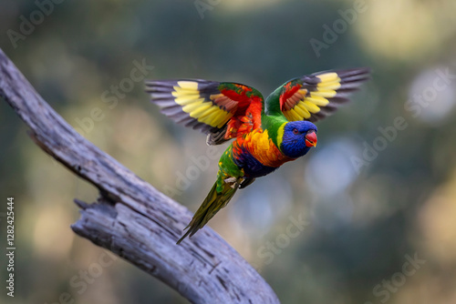 A Rainbow Lorikeet in flight in Victoria Australia