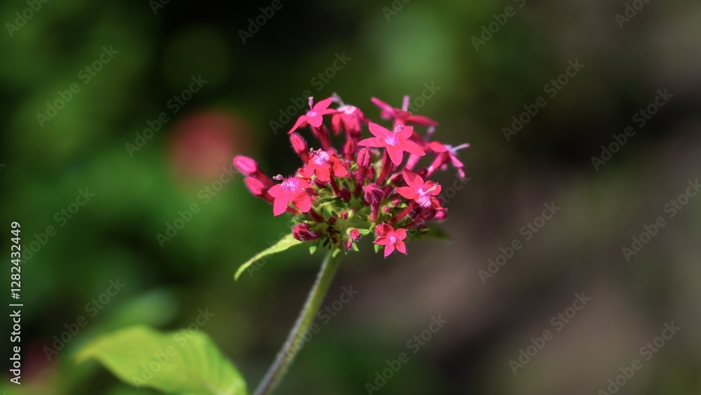 A delicate cluster of pink Pentas flowers in full bloom, set against a softly blurred green background, highlighting their intricate details and vivid color A delicate cluster of pink Pentas flowers in full bloom, set against a softly blurred green background, highlighting their intricate details and vivid color